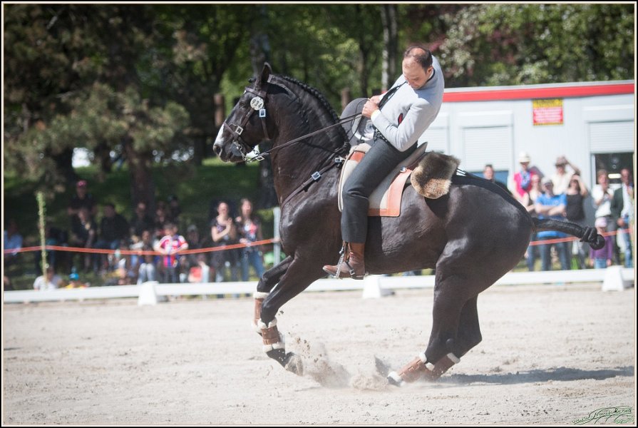 Pferd International 202